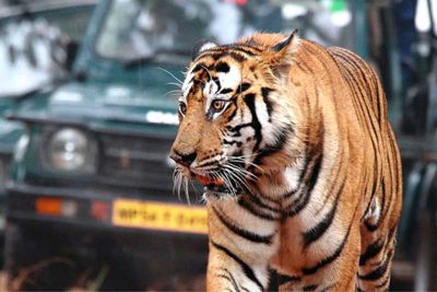 The Royal Bengal Tiger Tour