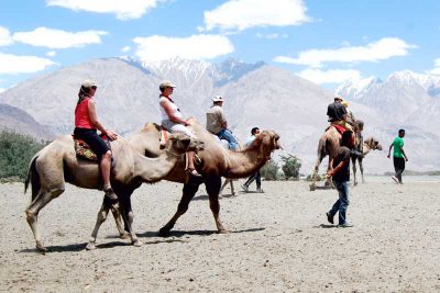 camel safari in leh